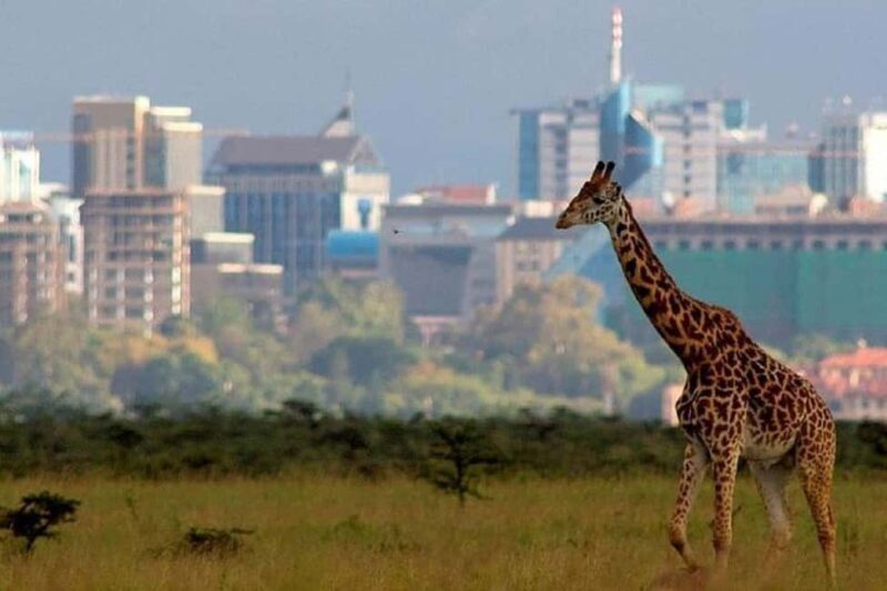 Nairobi: National Park, Elephant Orphanage, and Giraffe Tour - Elephant Orphanage: Heartwarming Conservation