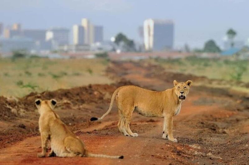 Nairobi: National Park, Elephant Orphanage, and Giraffe Tour - Kobe Beads Factory: A Cultural Touch