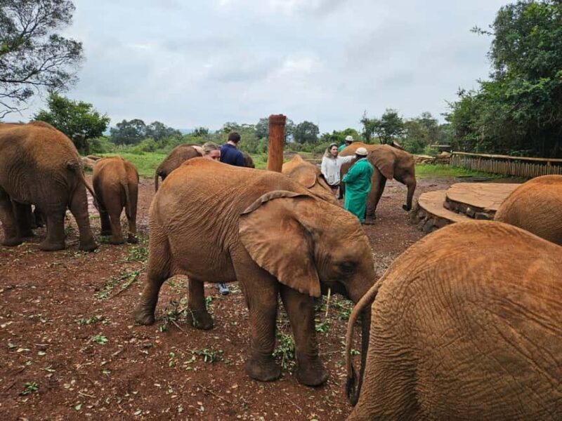Nairobi: National Park, Elephant Orphanage & Giraffe Center - An In-Depth Look at the Tour