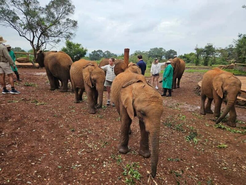 Nairobi: National Park, Elephant Orphanage & Giraffe Center - FAQ