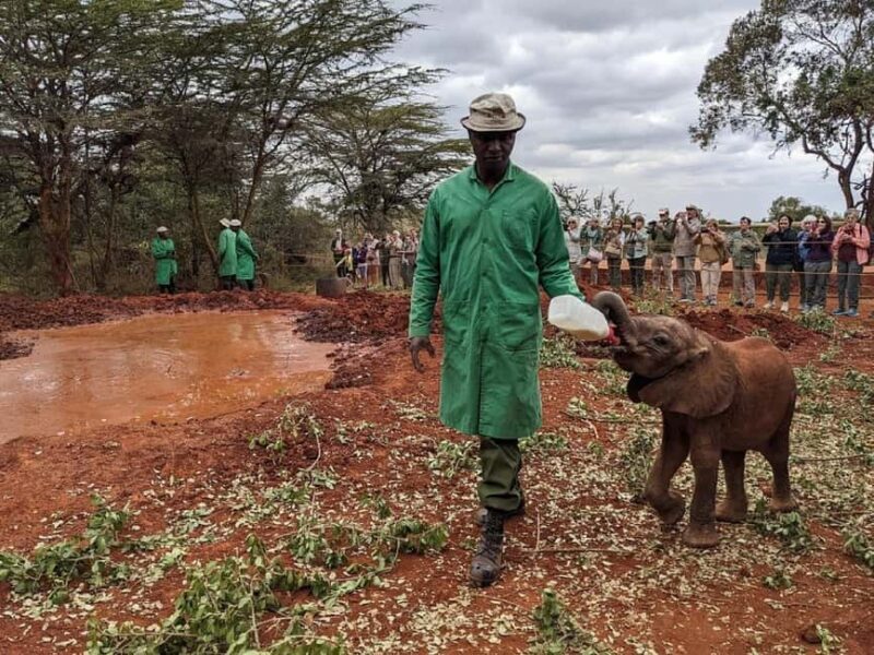 Nairobi National Park, Elephant Orphanage, & Giraffe Center - Who Is This Tour Best For?