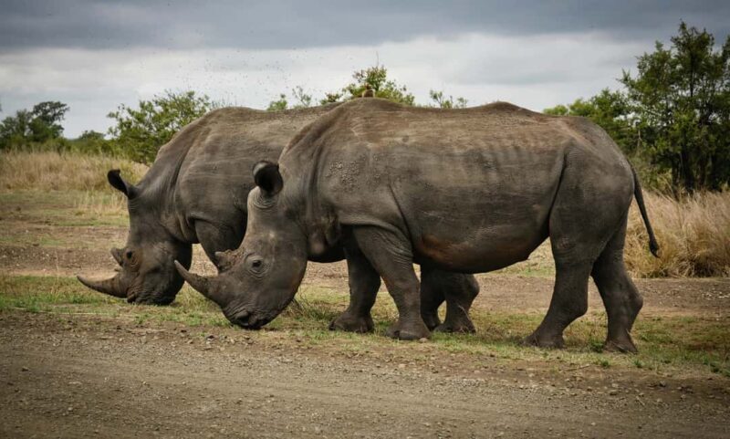 Nairobi: National Park, Elephant Orphanage, & Giraffe Center - Cultural Touch: Kobe Beads Factory