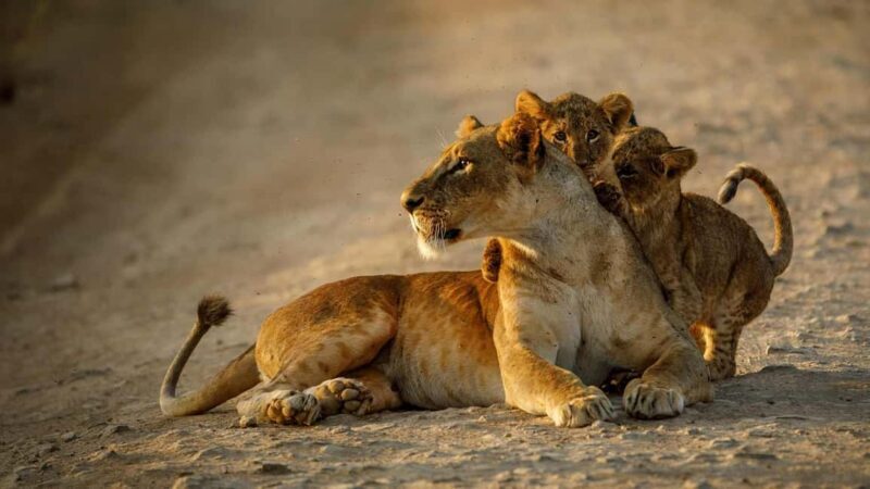 Nairobi: National Park, Elephant Orphanage, & Giraffe Center - FAQs