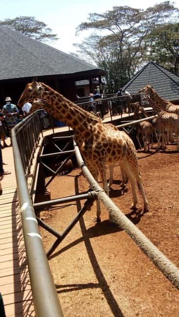 Nairobi: National Park, Elephant Orphanage & Giraffe Center - Exploring Nairobis Wildlife in One Day