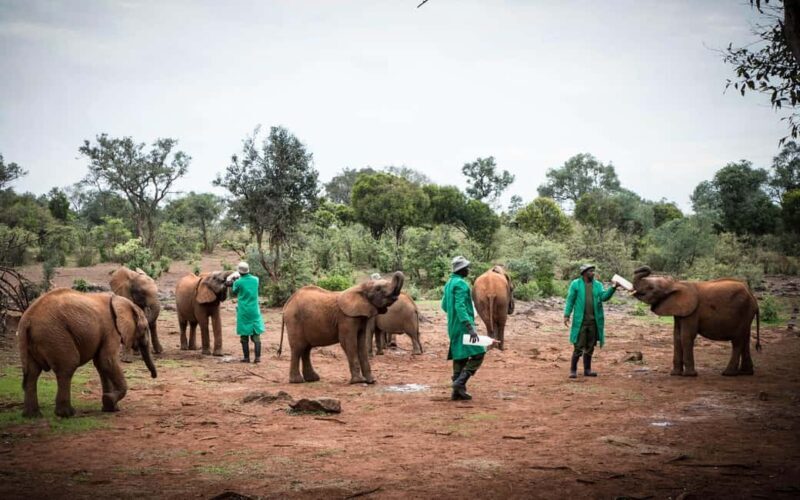 Nairobi: National Park, Elephant Orphanage & Giraffe Center - Frequently Asked Questions