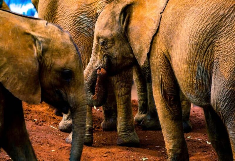 Nairobi: National Park, Elephant Orphanage, & Giraffe Center - Introduction to Nairobi’s Wildlife Safari