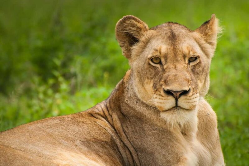 Nairobi: National Park, Elephant Orphanage, & Giraffe Center - FAQs