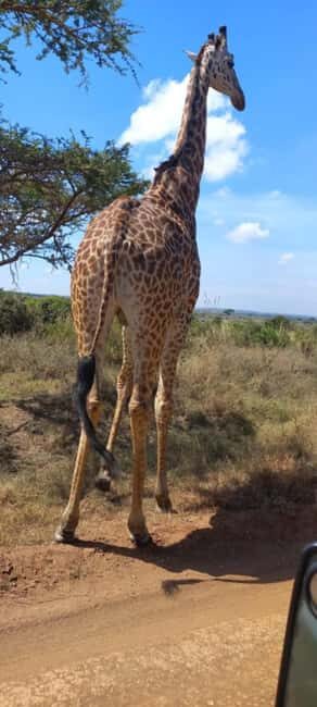 Nairobi: National Park, Elephant Orphanage, & Giraffe Center - In-Depth: What Makes This Tour Stand Out