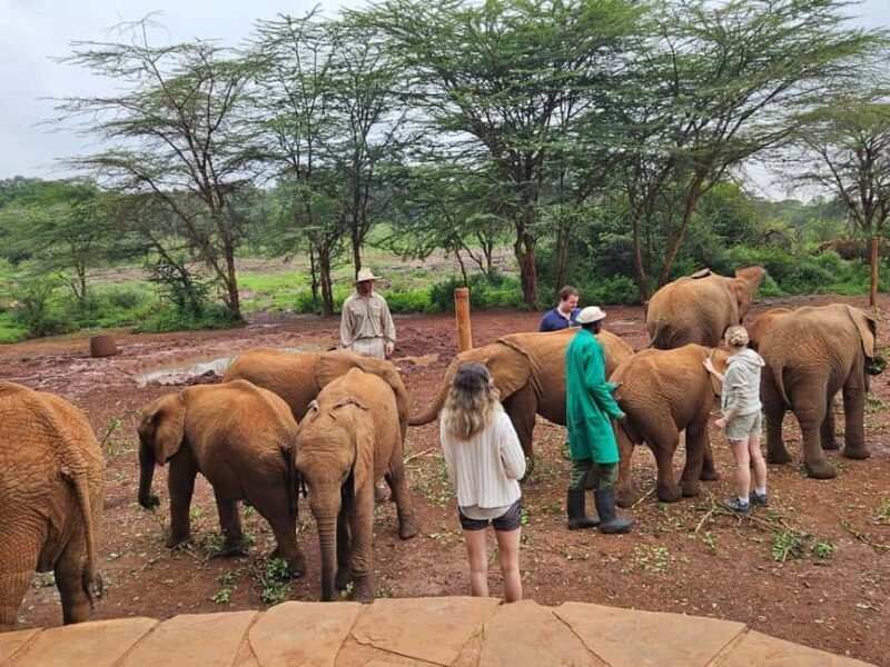 Nairobi: National Park, Elephant Orphanage & Giraffe Center - Key Points