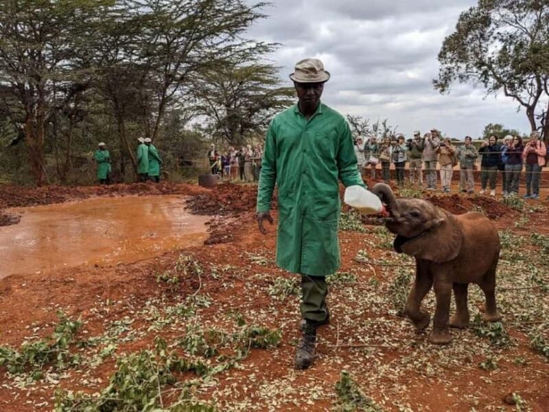 Nairobi National Park, Elephant Orphanage & Giraffe Center - What to Expect from the Tour