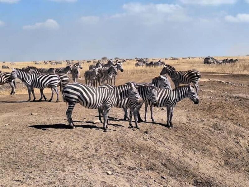 Nairobi National Park, Elephant Orphanage & Giraffe Center - Frequently Asked Questions