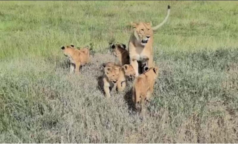 Nairobi National Park, Elephant Orphanage & Giraffe Centre - Key Points