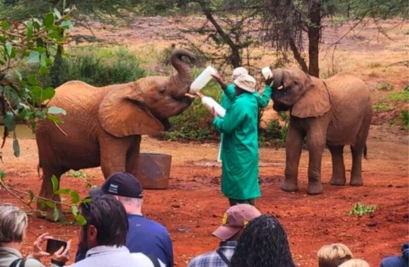 Nairobi National Park, Elephant Orphanage & Giraffe Centre - Who Is This Tour Best For?