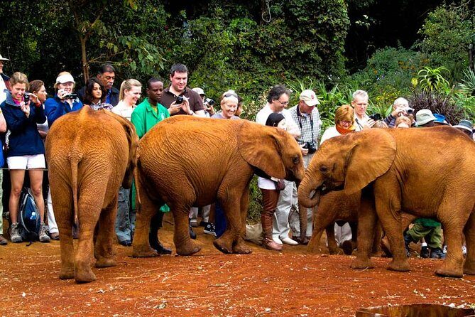 Nairobi National Park, Elephant Orphanage, Giraffe Centre Tour - An In-Depth Look at the Tour Experience