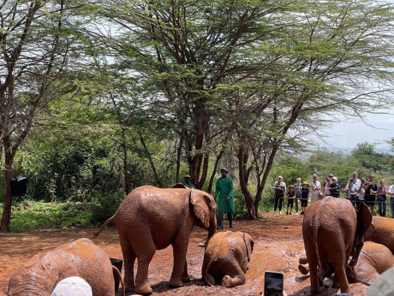 Nairobi National Park, Elephant Sanctuary & Giraffe Centre - Key Points