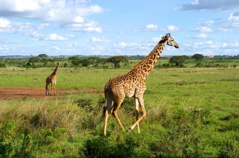 Nairobi National Park, Elephant Sanctuary & Giraffe Centre - Exploring Nairobi National Park