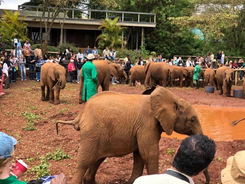 Nairobi National Park, Elephant Santuary & Giraffe center. - A Practical Overview of the Tour
