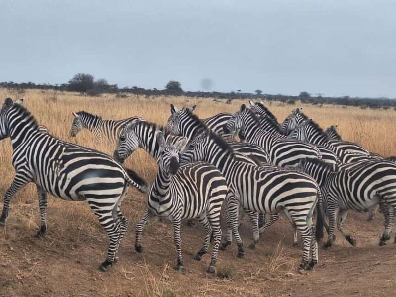 Nairobi National Park Evening Game Drive - Final Thoughts