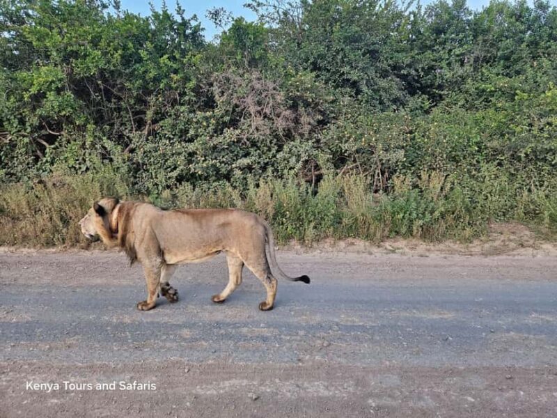 Nairobi National Park Evening Game Drive With free Pick Up - Introduction
