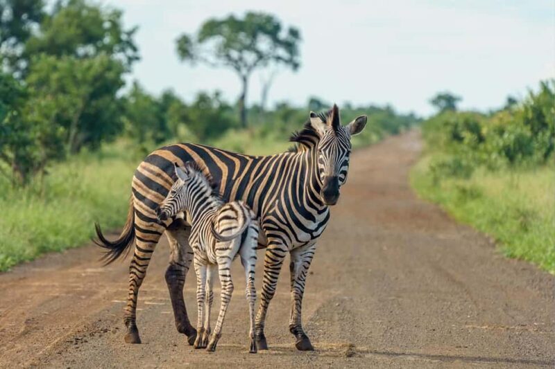 Nairobi National Park: Free WIFI connection - Key Points