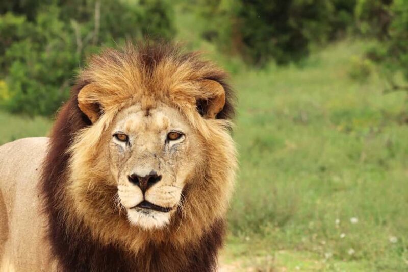 Nairobi National Park: Free WIFI connection - An Introduction to Nairobi National Park: A Closer Look