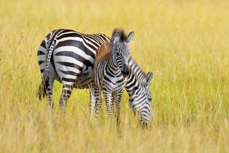 Nairobi National Park: Free WIFI connection - The Value for Different Travelers