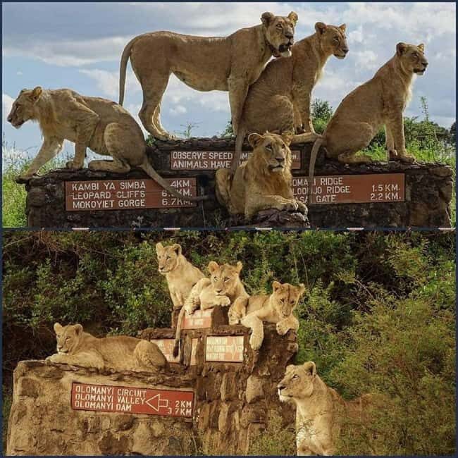 Nairobi National Park Game drive and Elephant Orphanage - Practical Details & Tips