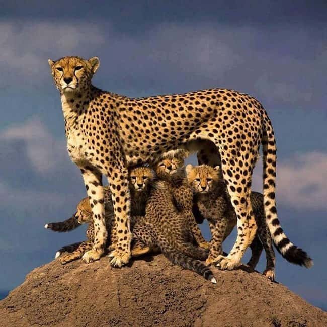 Nairobi National Park Game drive and Elephant Orphanage - Real-Life Insights from Reviewers