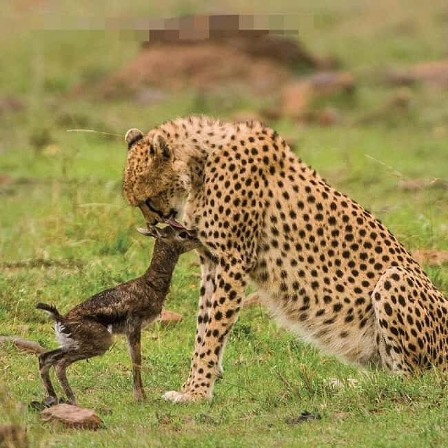 Nairobi National Park Game drive and Elephant Orphanage - FAQ