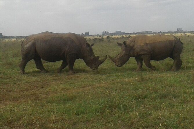 Nairobi National Park game drive. Free Airport pick / drop off. - The Itinerary in Detail