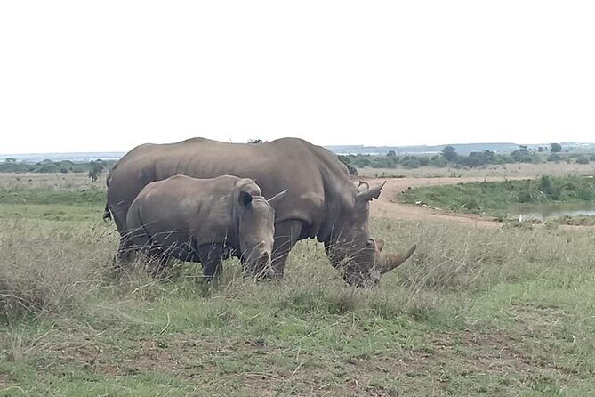 Nairobi National Park game drive. Free Airport pick / drop off. - Practical Aspects and Value