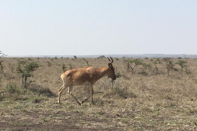 Nairobi National Park game drive. Free Airport pick / drop off. - The Sum Up