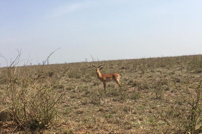 Nairobi National Park game drive. Free Airport pick / drop off. - FAQs