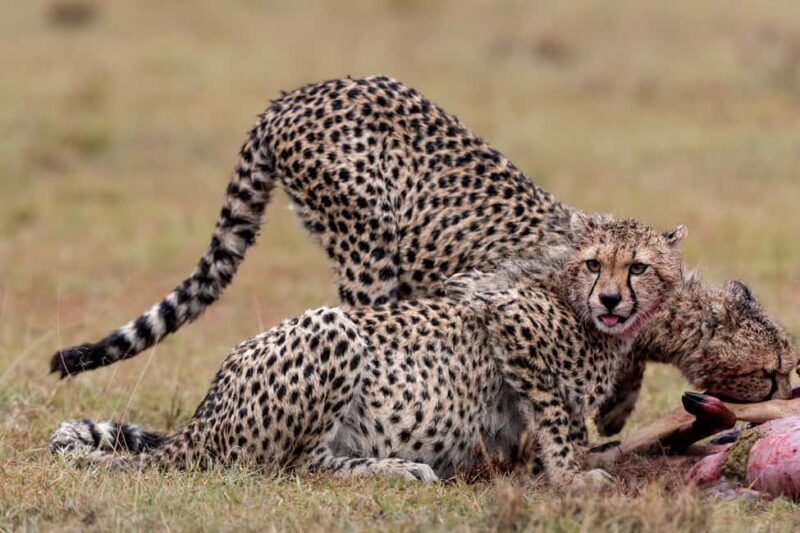 Nairobi National Park Game Drive on a pop up safari minivan - The Value of the Experience