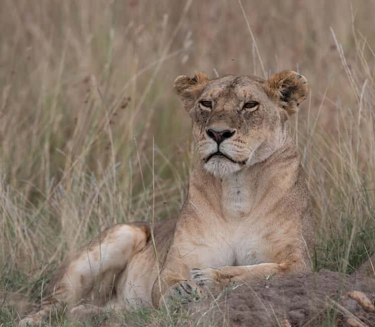 Nairobi National Park Game Drive on a pop up safari minivan - Practical Tips for Your Safari