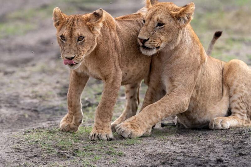 Nairobi National Park Game Drive on a pop up safari minivan - FAQ