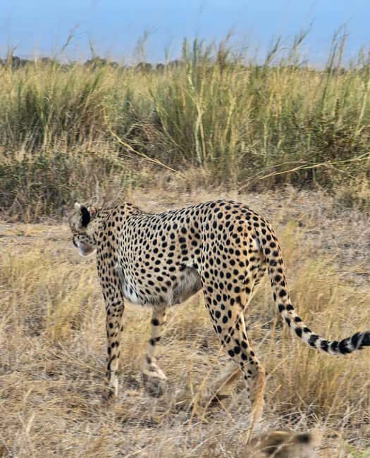 Nairobi National Park Game Drive Only - An Introduction to Nairobi National Park