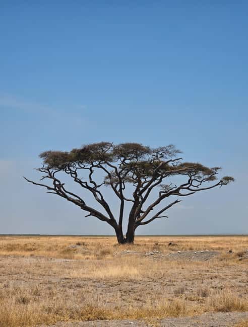 Nairobi National Park Game Drive Only - The Wildlife You Can Expect to See