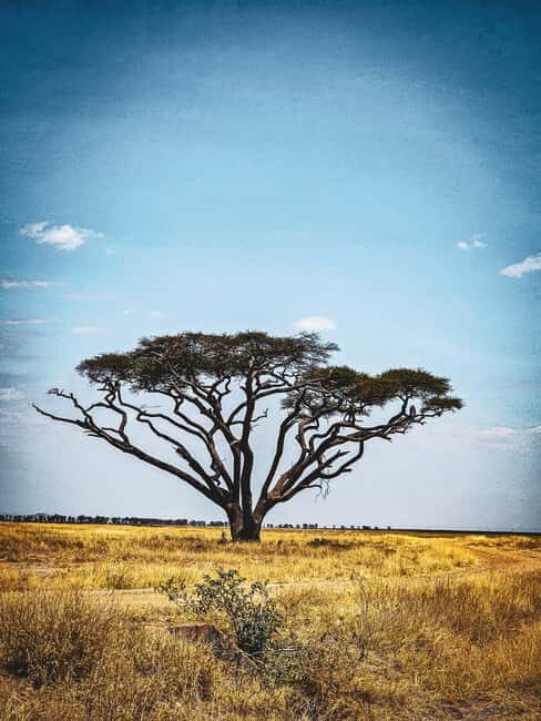 Nairobi National Park Game Drive Only - Practical Details & Tips