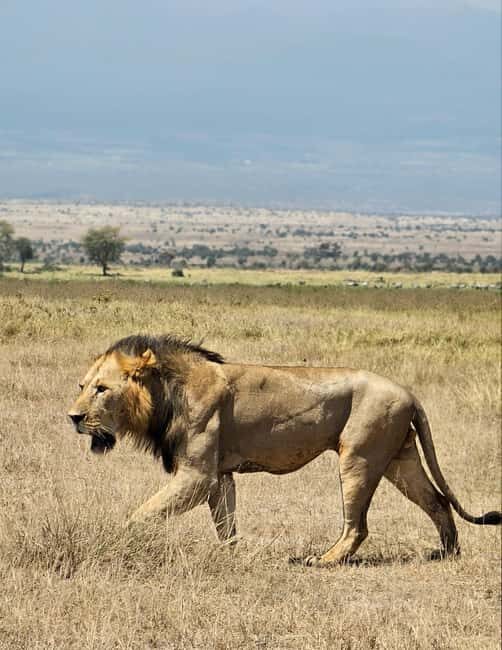Nairobi National Park Game Drive Only - Authentic Reviews & Insights