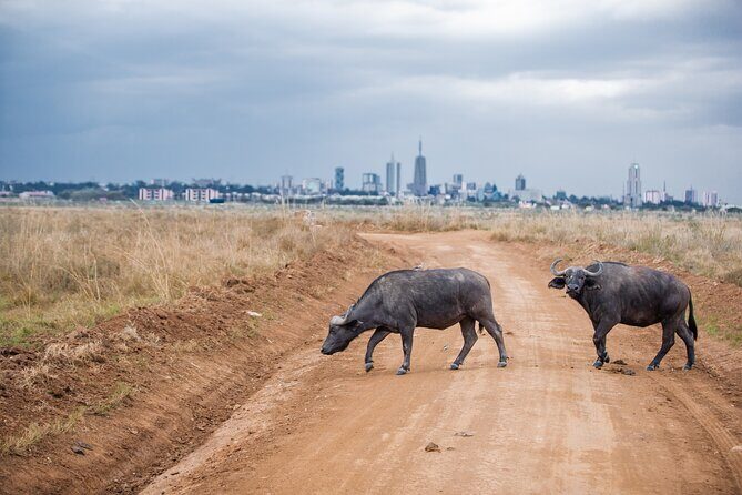 Nairobi National Park Game Drive - Shared Experience in Open Jeep - The Review Breakdown