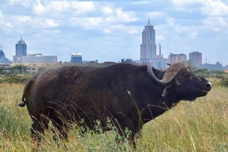 Nairobi national park game drive - Why Choose the Nairobi National Park Game Drive?