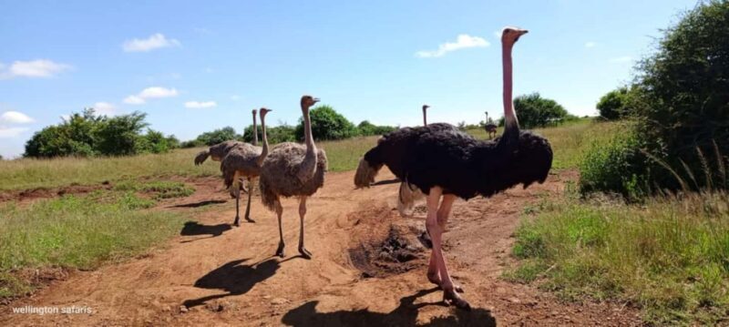 Nairobi National Park Game Drive With Free pick up and Drop - What’s Included and What’s Not?