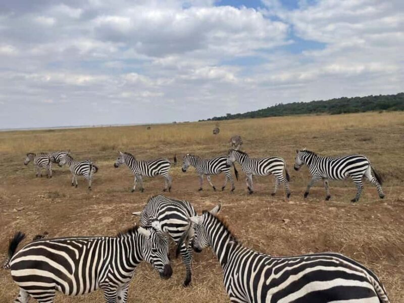 Nairobi National Park Game Drive With Free pick up and Drop - Additional Insights