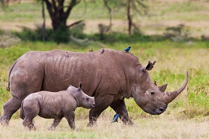 Nairobi National Park Game Drive With Free Pick Up Group Joining - The Essentials of the Tour