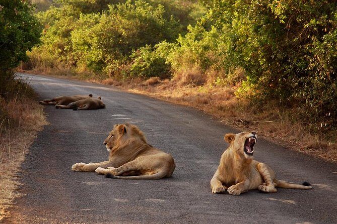 Nairobi National Park Game Drive With Free Pick Up Group Joining - Practical Tips for Travelers