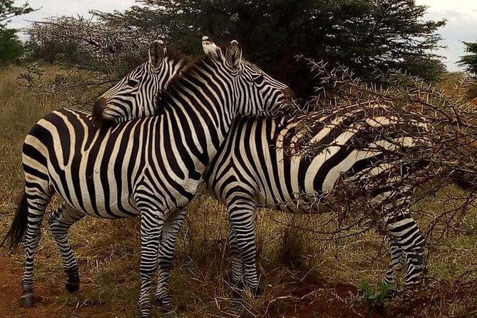 Nairobi National Park Game Drive With Free Pick Up Group Joining - Who Should Consider This Tour?