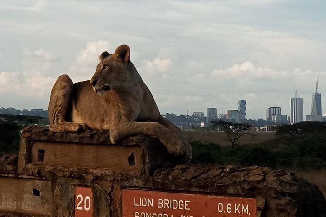 Nairobi National Park Game Drive With Free Pick Up Group Joining - FAQ
