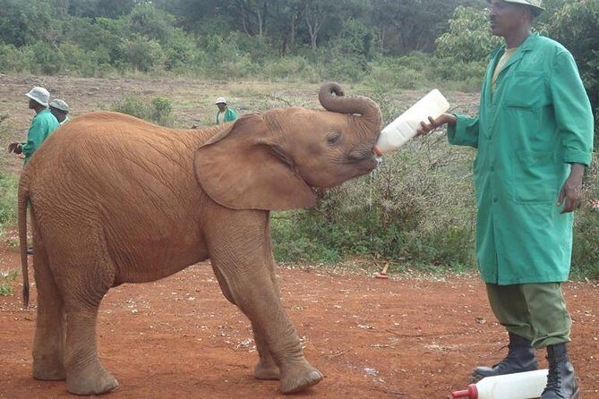 Nairobi National Park, Giraffe Center and Elephant Orphanage Day Tour from Nairobi - The Itinerary in Detail