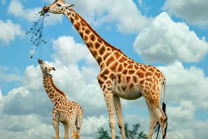 Nairobi National Park, Giraffe Center and Elephant Orphanage Day Tour from Nairobi - Why This Tour Fits Different Travelers